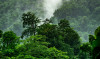 CCEP Rainforest 1059x620